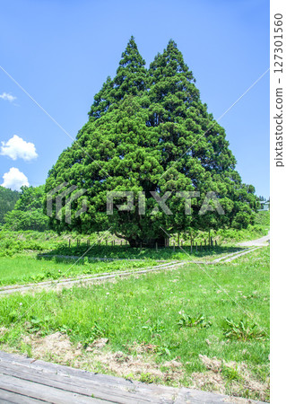 Totoro tree 127301560