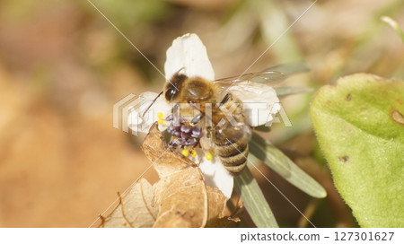 Japanese honeybees sucking nectar from Setsubun grass 127301627