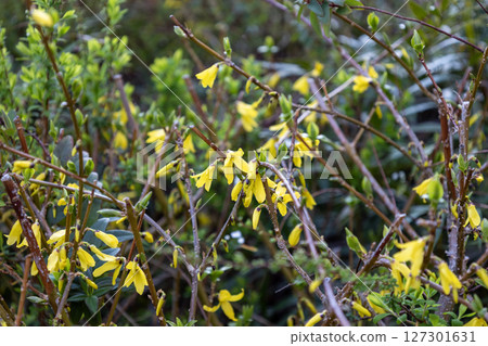 Yellow flower of Forsythia 127301631