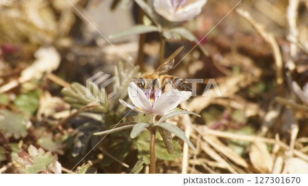 A honeybee that sucks on honey 127301670