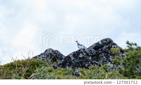 【北阿爾卑斯山、辛巴威山、雪季】棲息在辛巴威山的雷鳥 127301712