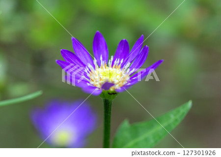 Garden flowers daisy 127301926