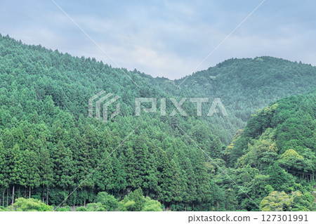 Tenryu Beautiful Forest is an artificial forest of Japanese cedar and cypress trees that spreads across the Tenryu district of Hamamatsu City, Shizuoka Prefecture. 127301991