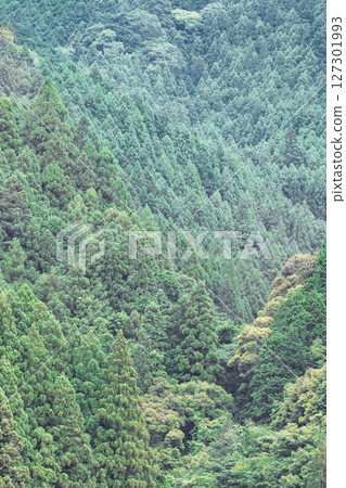 天龍美麗森林是一片遍佈靜岡縣濱松市天龍地區的人工日本柳杉和柏樹森林。 127301993