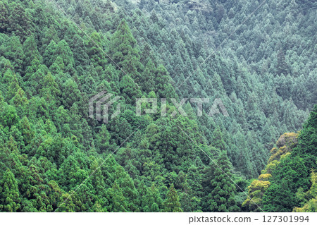天龍美麗森林是一片遍佈靜岡縣濱松市天龍地區的人工日本柳杉和柏樹森林。 127301994