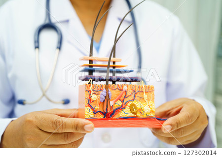 Asian doctor holding spinal nerve and bone model, Lumbar spine displaced herniated disc fragment for treatment medical in the orthopedic department. 127302014