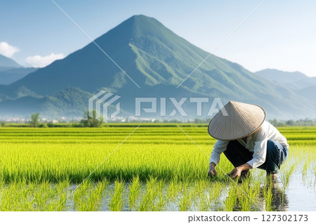 Woman planting rice in a flooded paddy field, underlining the essential role of water in global agriculture. Woman planting rice in a flooded paddy field, underlining the essential role of water in global agriculture. 127302173