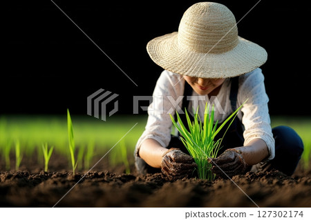 Woman planting rice in a flooded paddy field, underlining the essential role of water in global agriculture. 127302174