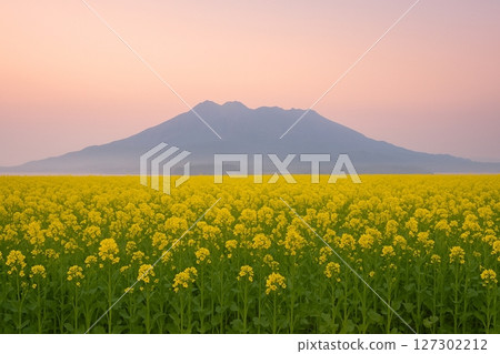 春霧繚繞的櫻島和油菜花田 春霧繚繞的櫻島和油菜花田 127302212