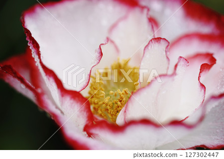紅罌粟花 127302447