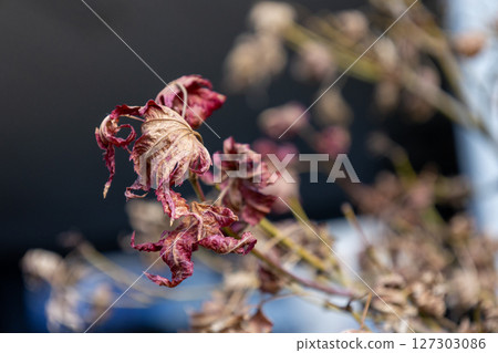 枯萎的秋葉 枯萎的秋葉 127303086