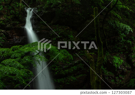 群馬縣綠市的隱密瑰寶：雨水浸潤的柱裡不動脅瀑布和青苔覆蓋的鮮綠植物 127303087