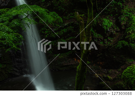 A hidden gem of rain-soaked Hashiratofudowaki Falls and moss-covered fresh greenery in Midori City, Gunma Prefecture 127303088
