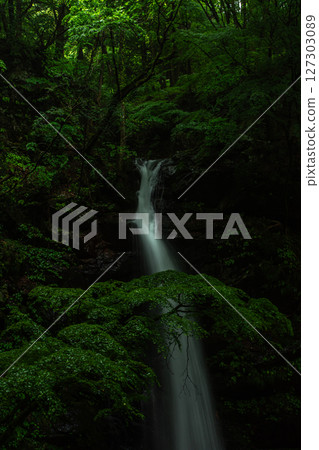 A hidden gem of rain-soaked Hashiratofudowaki Falls and moss-covered fresh greenery in Midori City, Gunma Prefecture 127303089