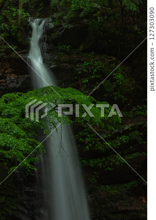 A hidden gem of rain-soaked Hashiratofudowaki Falls and moss-covered fresh greenery in Midori City, Gunma Prefecture 127303090