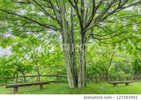 群馬縣綠市草崎湖展望台的長椅和新綠的樹蔭 127303091