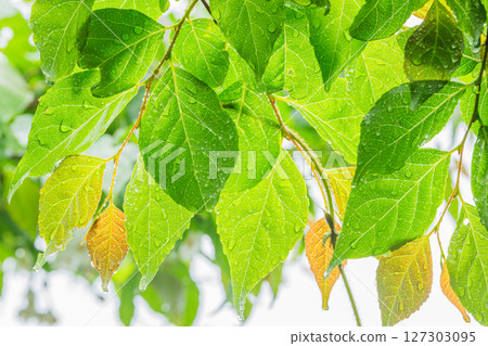 Fresh green leaves sparkling with raindrops in early summer, Midori City, Gunma Prefecture Fresh green leaves sparkling with raindrops in early summer, Midori City, Gunma Prefecture 127303095