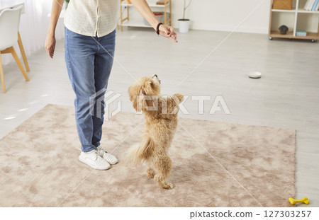 Young woman playing with dog in living room, rewarding puppy with treats for following instructions. 127303257