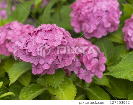 Purple hydrangea wet in the rain 127303952