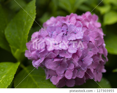 Purple hydrangea wet in the rain Purple hydrangea wet in the rain 127303955