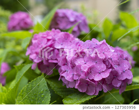 Purple hydrangea wet in the rain 127303956