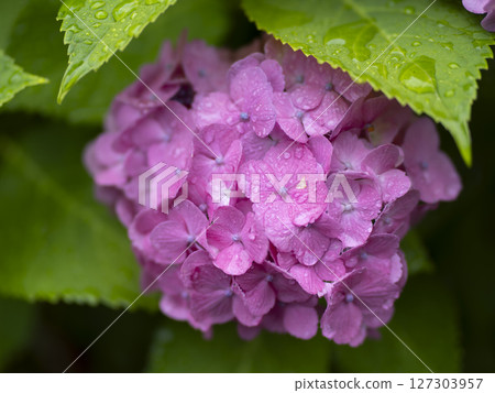 紫色的繡球花在雨中濕潤 127303957