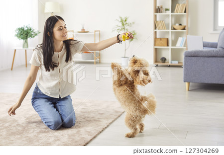 Young happy smiling female owner playing with joyful little cute dog at home with a toy Young happy smiling female owner playing with joyful little cute dog at home with a toy 127304269