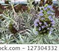藍色的花 127304332