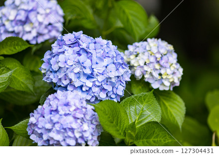 埼玉縣埼玉市大宮第二公園的繡球花 127304431