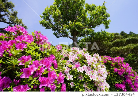 杜鵑花盛開的春天景色 127304454