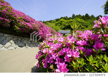 杜鵑花盛開的春天景色 127304473