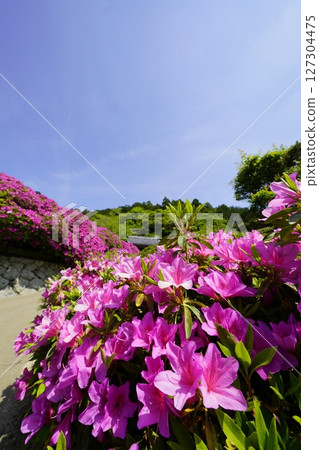 杜鵑花盛開的春天景色 127304475