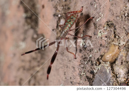 Living creatures, insects, giant spider bugs, larvae. Adults grow to about two centimeters, but this one is less than one centimeter. Living creatures, insects, giant spider bugs, larvae. Adults grow to about two centimeters, but this one is less than one centimeter. 127304496