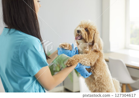 Veterinary nurse holding cute dog standing on hind legs, gently scratching its belly during checkup. Veterinary nurse holding cute dog standing on hind legs, gently scratching its belly during checkup. 127304617