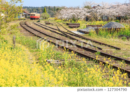Kominato Railway Kazusa Tsurumai Station in spring, when cherry blossoms and rape blossoms are in full bloom Kominato Railway Kazusa Tsurumai Station in spring, when cherry blossoms and rape blossoms are in full bloom 127304790