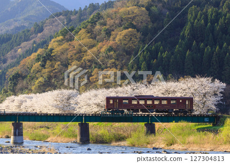 若狹鐵道穿過一座鐵橋，背景是盛開的櫻花 127304813