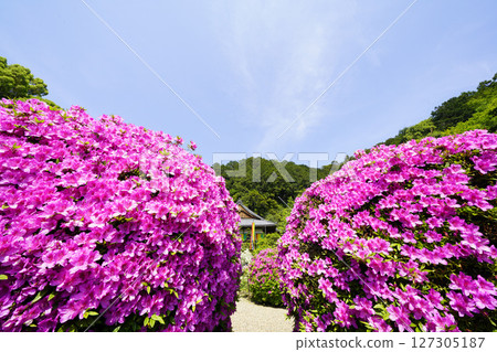 杜鵑花盛開的春天景色 杜鵑花盛開的春天景色 127305187