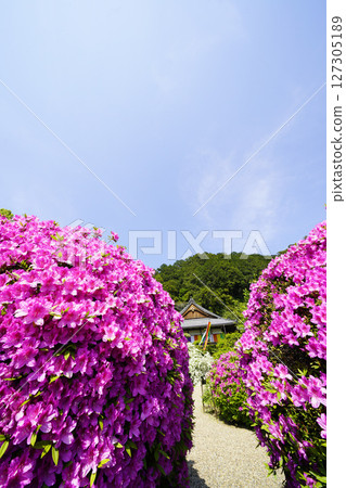 杜鵑花盛開的春天景色 杜鵑花盛開的春天景色 127305189