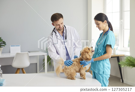 Veterinarian Doctor And Nurse Examining Dog During Hospital Visit 127305217