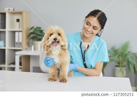 Smiling woman veterinarian at the vet clinic examines a cute little fluffy pet dog 127305251