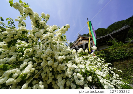 White hydrangea, Odemari 127305282