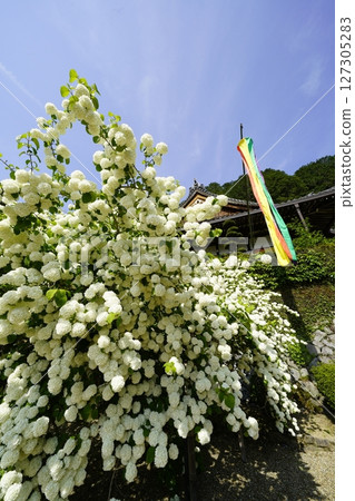 White hydrangea, Odemari White hydrangea, Odemari 127305283