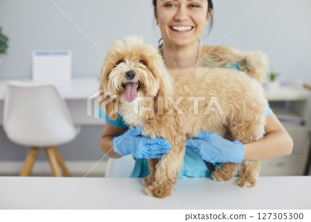 Veterinary nurse smiling while holding cute maltipoo dog during checkup, making pet feel safe. 127305300