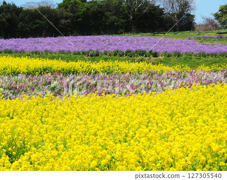 Awaji Flower Garden in April at Hyogo Prefectural Park Awaji Flower Garden in April at Hyogo Prefectural Park 127305540
