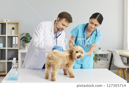 Careful veterinarian examining dog with stethoscope while nurse holding pet during checkup at clinic Careful veterinarian examining dog with stethoscope while nurse holding pet during checkup at clinic 127305714