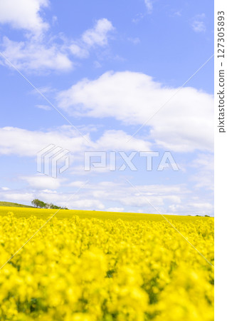 Rape field in full bloom and blue sky Rape field in full bloom and blue sky 127305893
