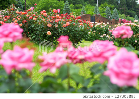 Beautiful roses in full bloom at Higashizawa Rose Park, Yamagata Prefecture Beautiful roses in full bloom at Higashizawa Rose Park, Yamagata Prefecture 127305895