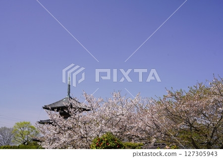A three-storied pagoda surrounded by cherry blossoms 127305943