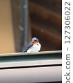 Swallow  127306022