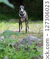 An elegant Italian Greyhound 127306023